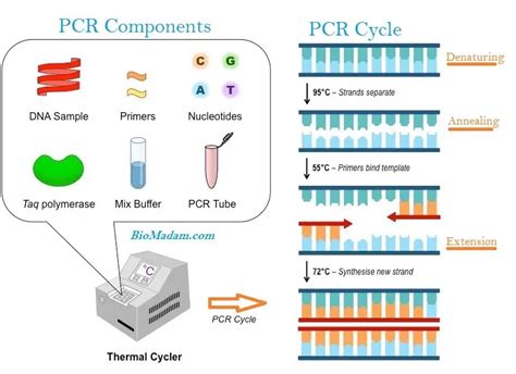 Introduction to PCR Analysis .